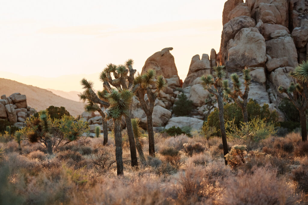 joshua tree national park at sunset